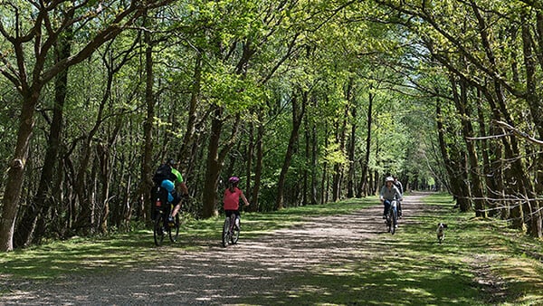 Cycling for Gold in the New Forest: On the old railway to Holmsley cycle route